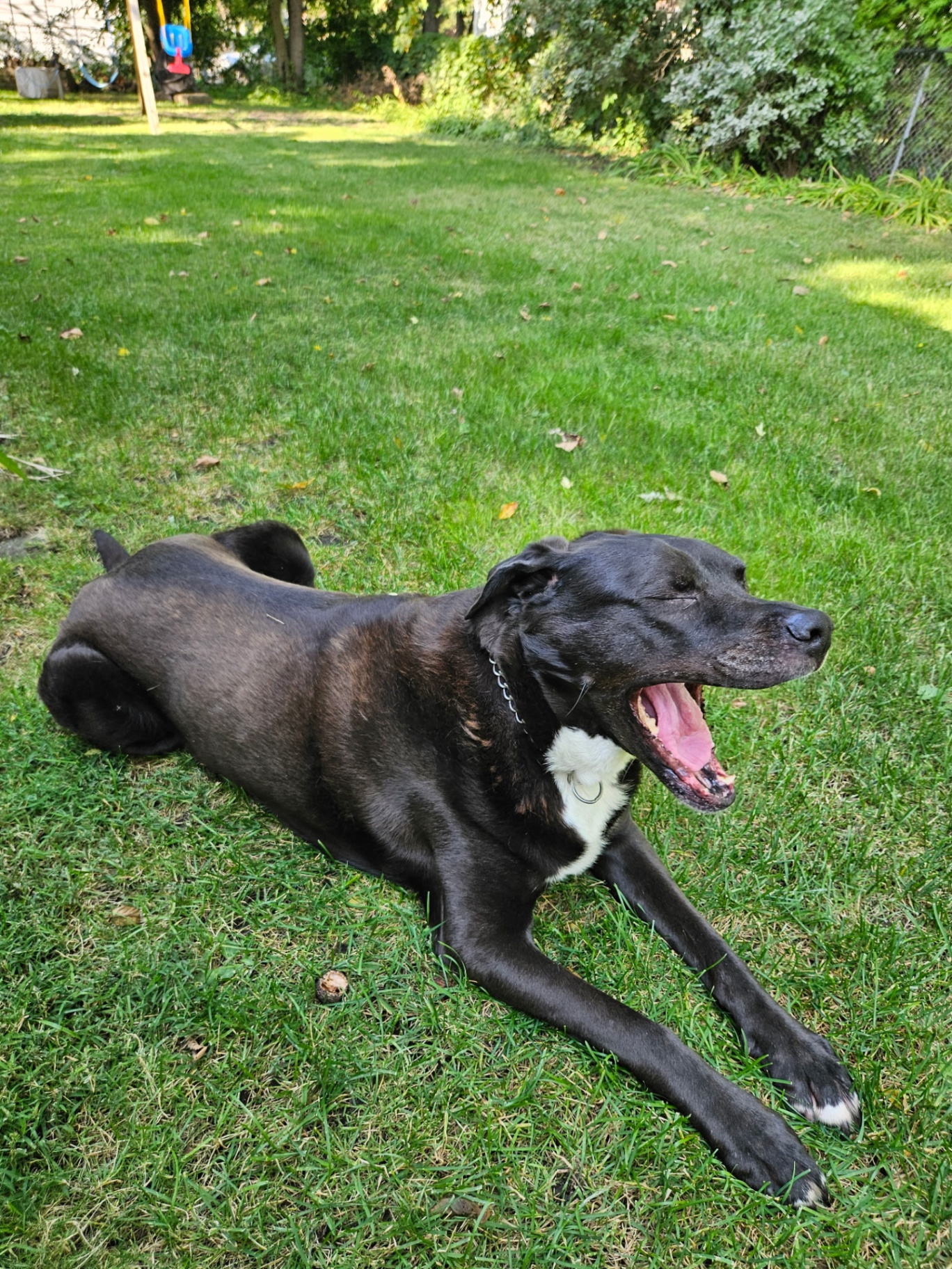 Black Labrador enjoying a backyard pet sitting visit in Bensenville, IL