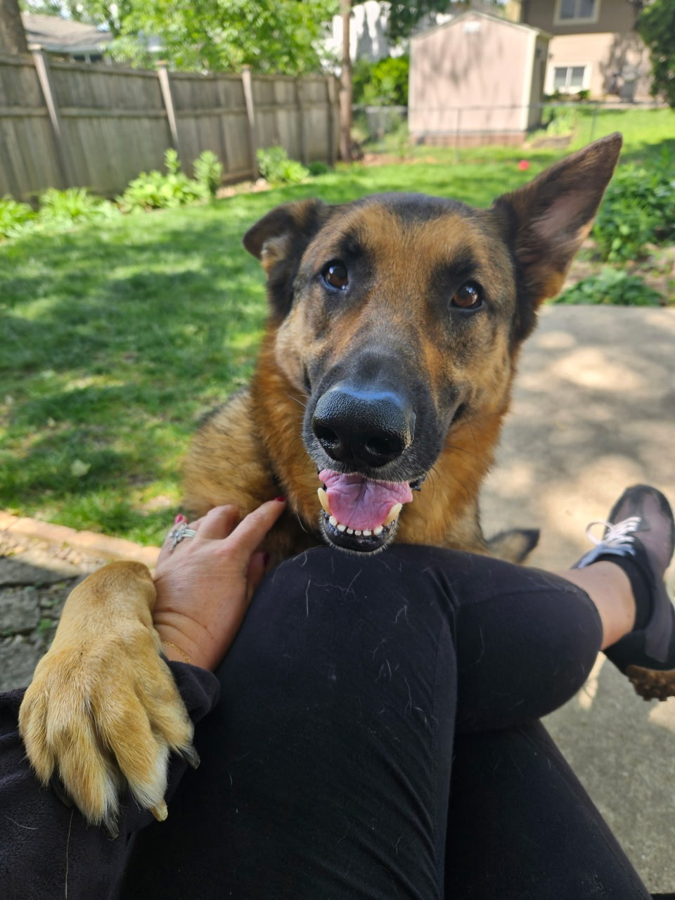 German Shepherd greeting the sitter on a backyard visit in Elmhurst, IL