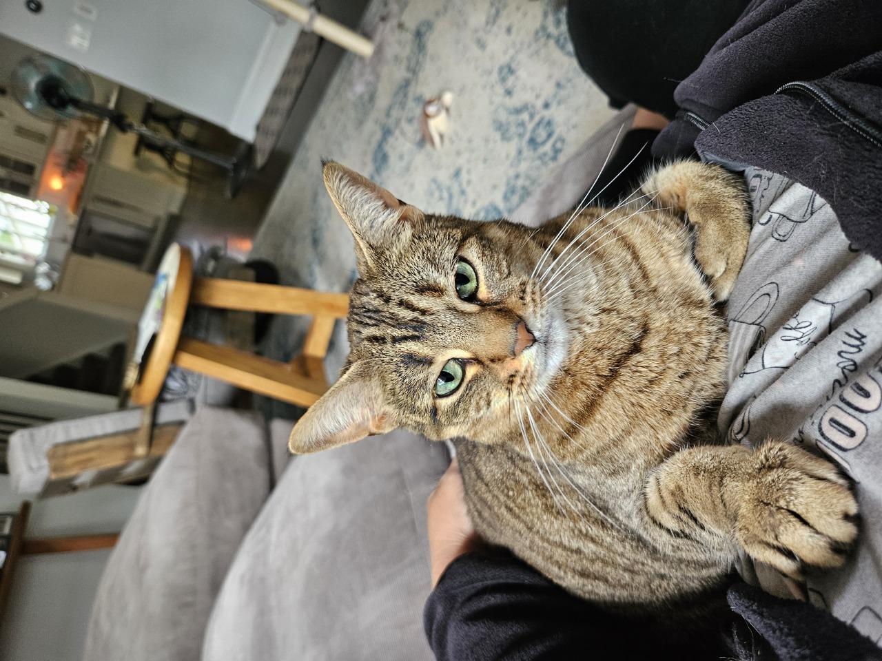 Green-eyed tabby cat relaxing on a lap during a cat sitting visit in Elmhurst, IL