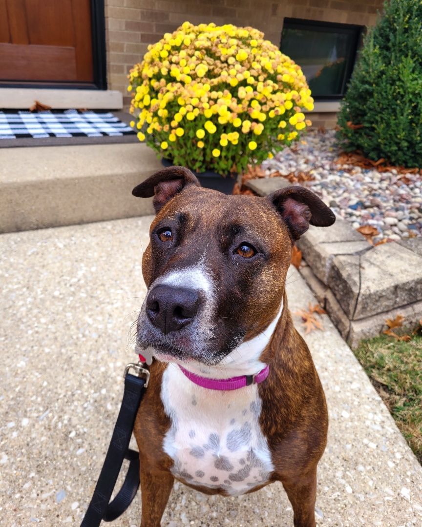 Brindle pit bull mix by fall mums on a dog walk in Elmhurst, IL