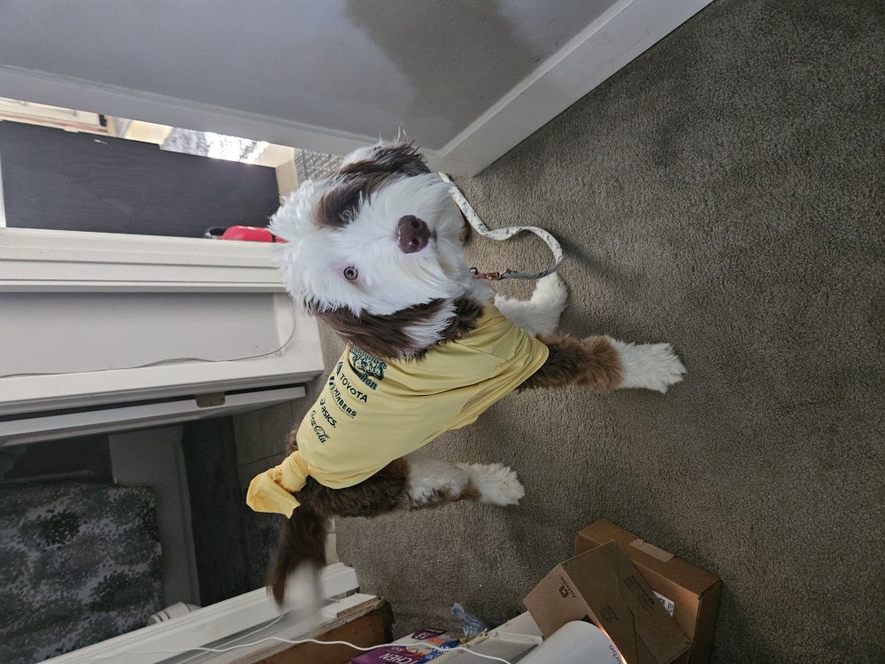 Bernedoodle puppy in a yellow shirt ready for a walk in Elmhurst, IL