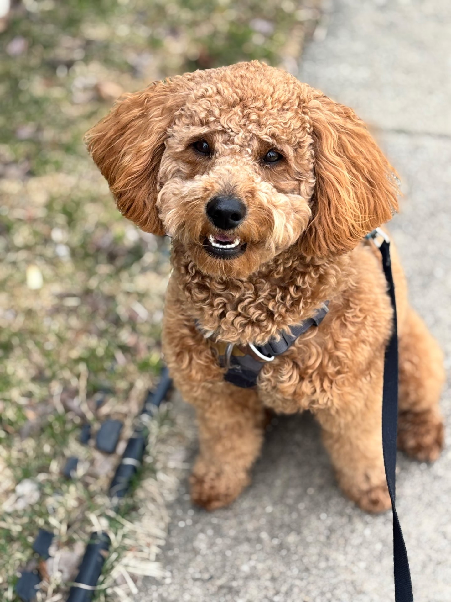 Goldendoodle puppy on a dog walk in Villa Park, IL