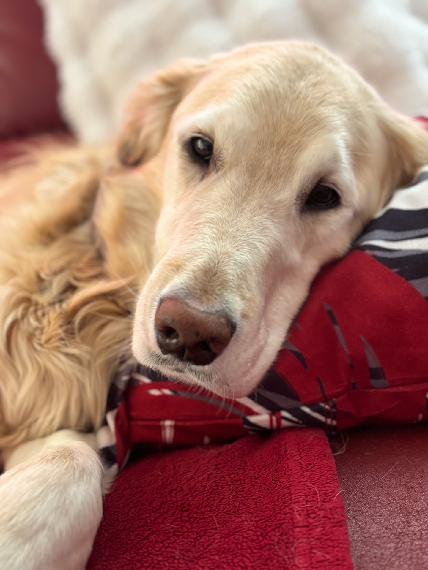 Golden Retriever relaxing during an in-home pet sitting visit in Elmhurst, IL