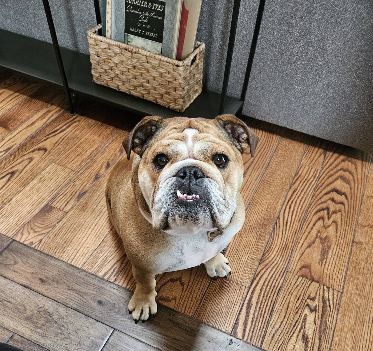 English Bulldog looking up during an in-home pet sitting visit in Elmhurst, IL