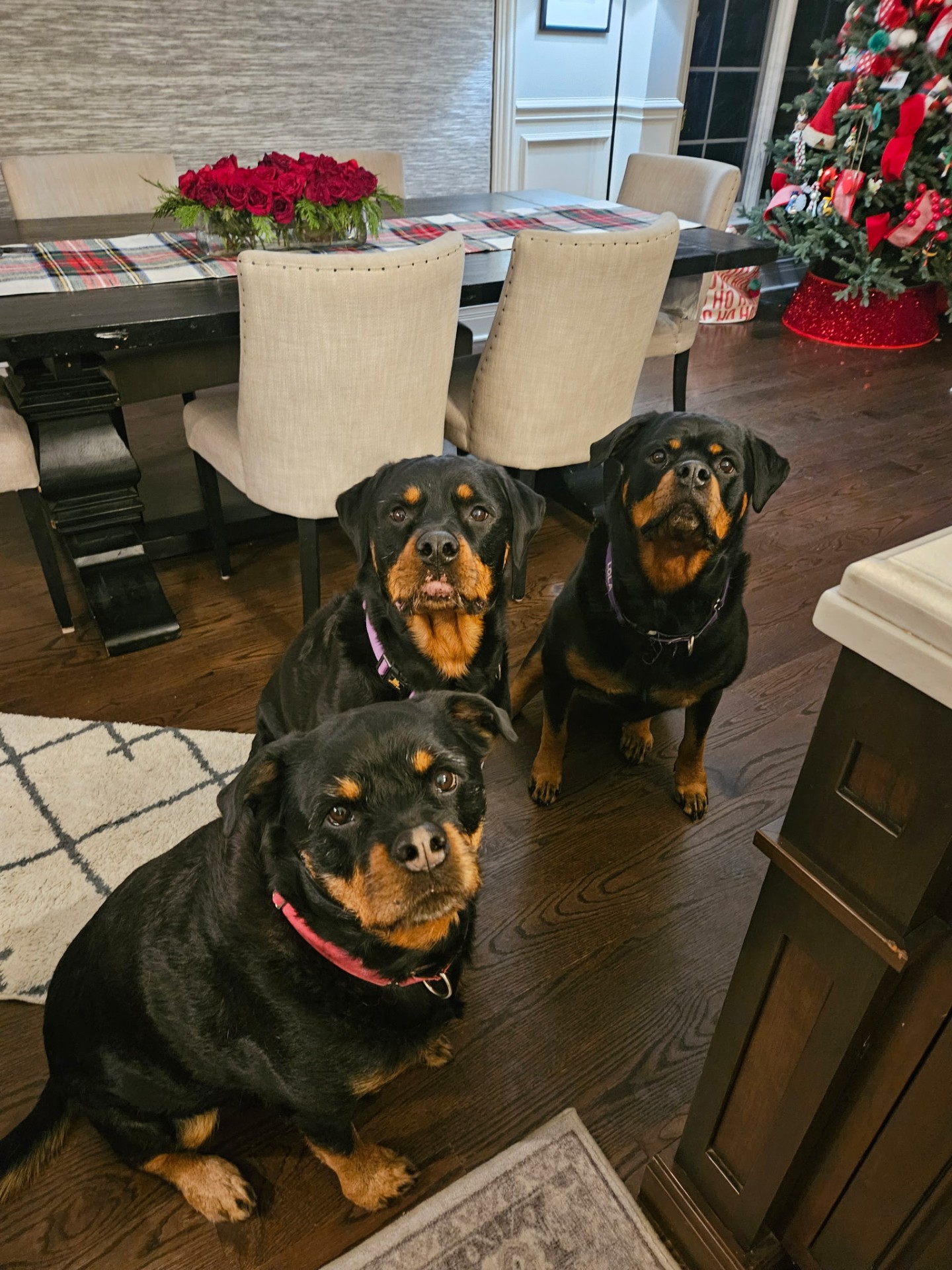 Pet Sitting & Pet Taxi in the Chicago western suburbs