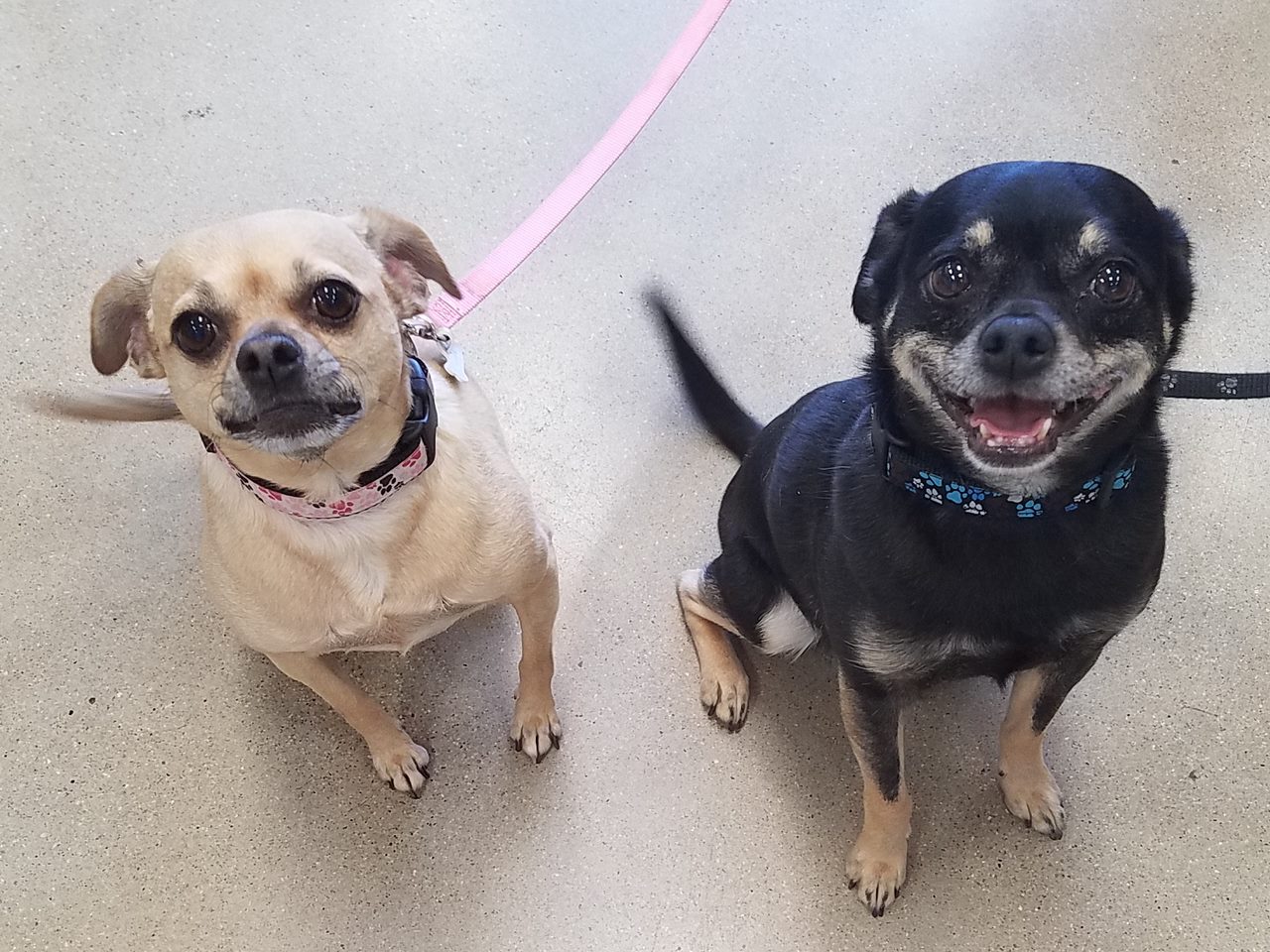Two smiling chihuahua mixes on leashes during a dog walk in Elmhurst, IL