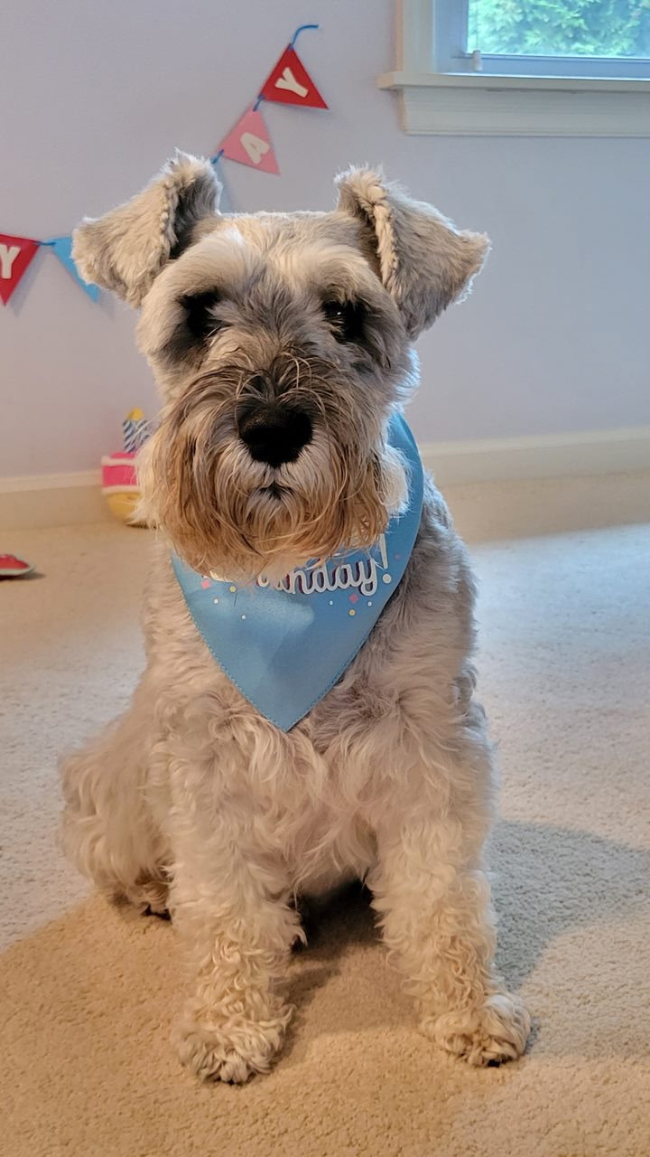Miniature Schnauzer with a birthday bandana during a pet sitting visit in Addison, IL