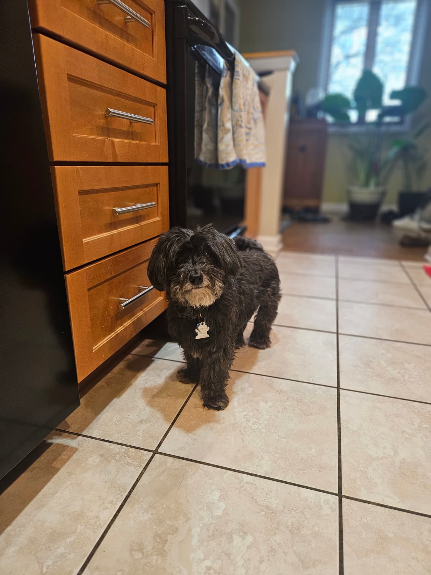 Small black Havanese mix standing in the kitchen during a pet sitting visit in Elmhurst, IL