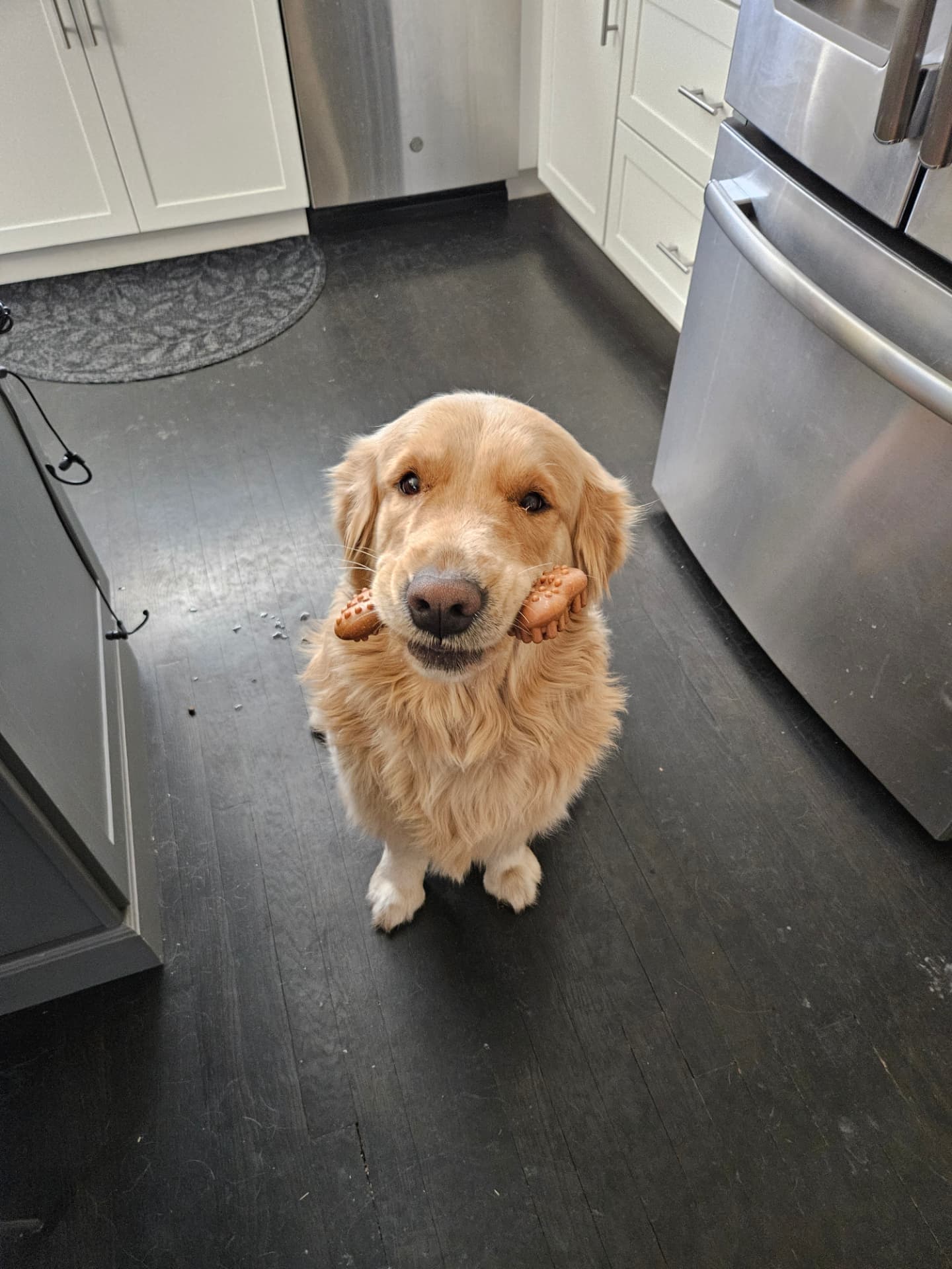 Golden Retriever holding a chew toy in the kitchen during a pet sitting visit in Elmhurst, IL