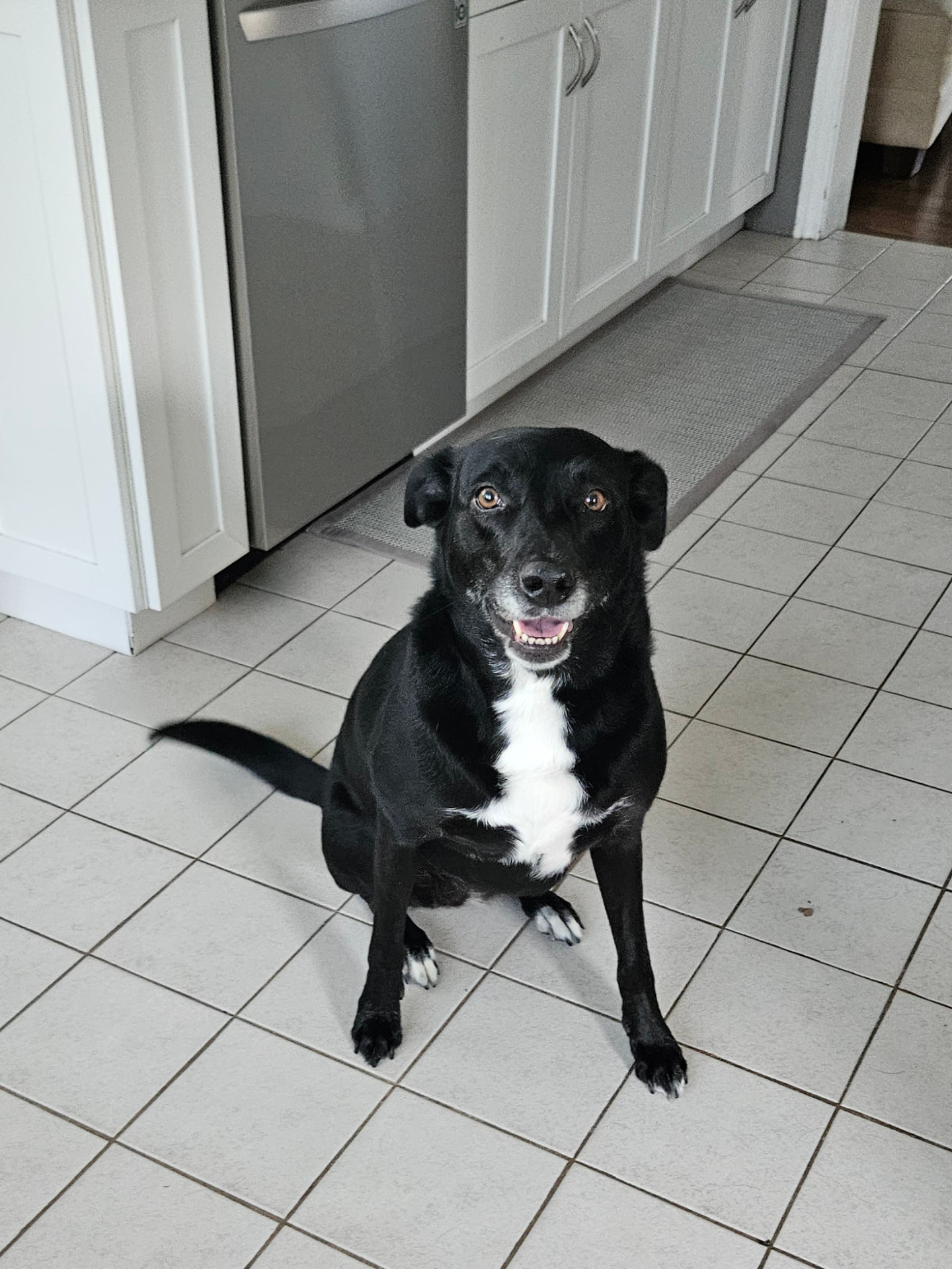 Smiling black lab mix sitting in the kitchen during a pet sitting visit in Elmhurst, IL