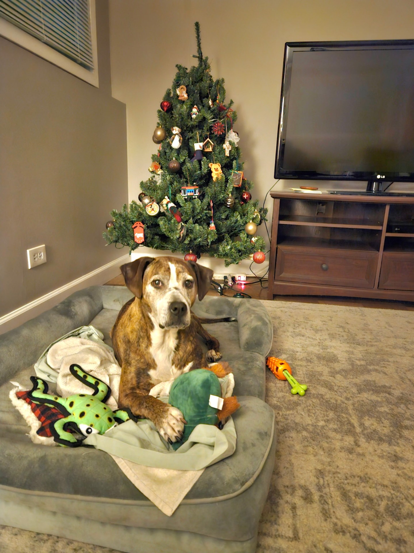 Hound mix by the Christmas tree during a holiday pet sitting visit in Wood Dale, IL