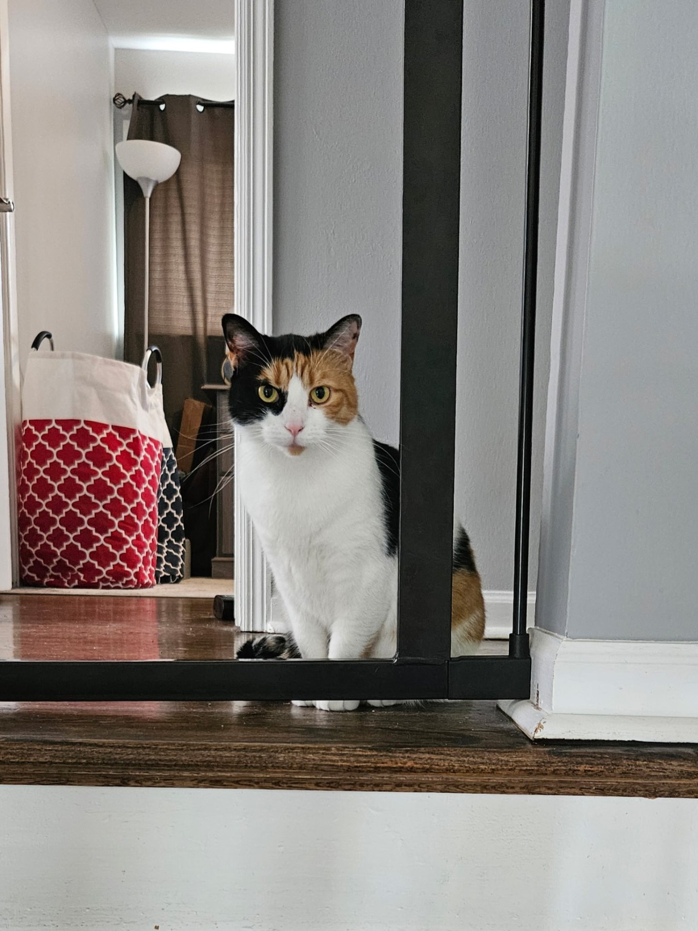 Calico cat during a pet sitting visit in Elmhurst, IL
