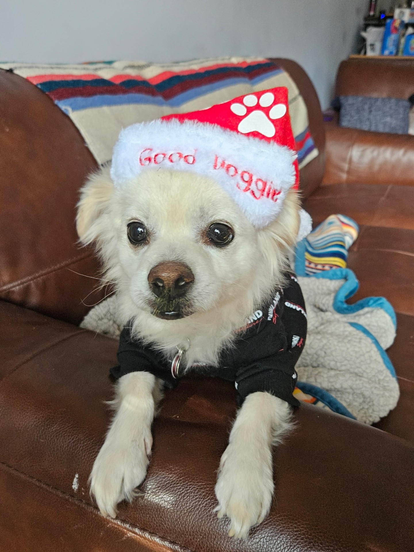 Chihuahua in a Santa hat for a holiday pet sitting visit in Wood Dale, IL