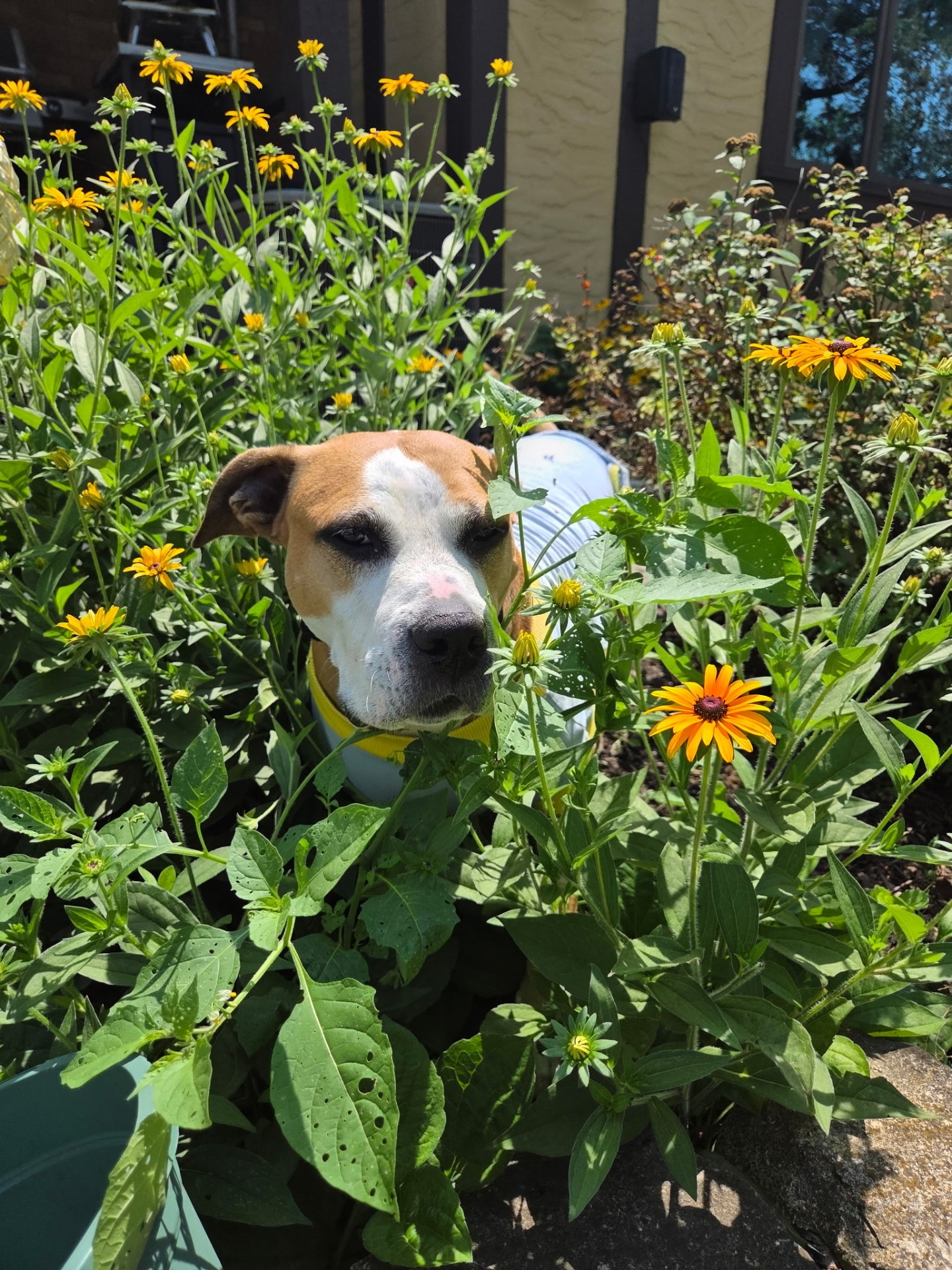 Pit bull in a garden of black-eyed Susans on a dog walk in Elmhurst, IL