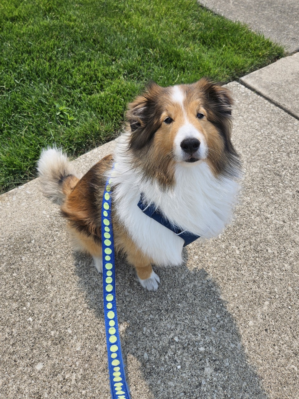 Dog Walking in the Chicago northwest suburbs