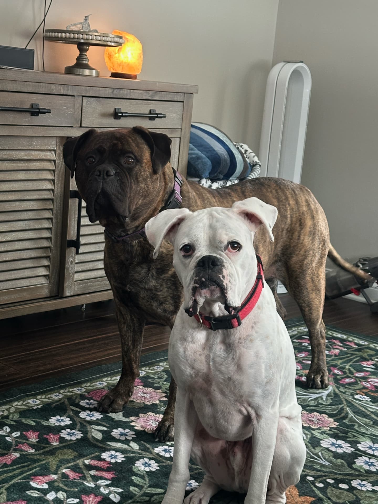Brindle and white boxers waiting together indoors during a pet sitting visit in Elmhurst, IL
